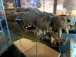 Skull of a Crocodile at the Upper Floor of the Museum Building of the Oertijdmuseum