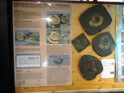 Ammonites and a scientific poster at the Upper Floor of the Museum Building of the Oertijdmuseum