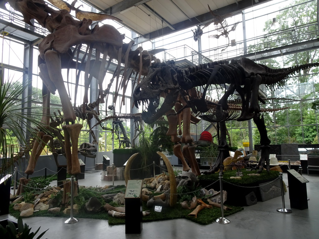 Dinosaur skeletons at the Lower Floor of the Dinohal building of the Oertijdmuseum