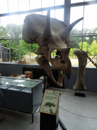 Skull and bone of a Triceratops at the Lower Floor of the Dinohal building of the Oertijdmuseum, with explanation
