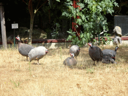 Guineafowls in the Garden of the Oertijdmuseum