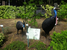 Statues of Kasuarises in the Garden of the Oertijdmuseum, with explanation