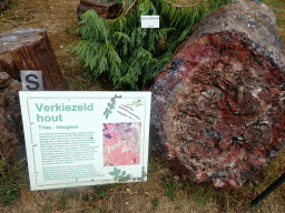 Silicified wood in the Garden of the Oertijdmuseum, with explanation