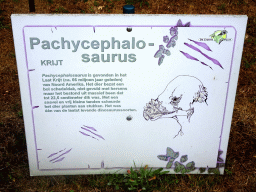 Explanation on the Pachycephalosaurus in the Garden of the Oertijdmuseum