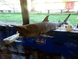 Stuffed Shark at the walkway from the Lower Floor to the Upper Floor at the Museum Building of the Oertijdmuseum