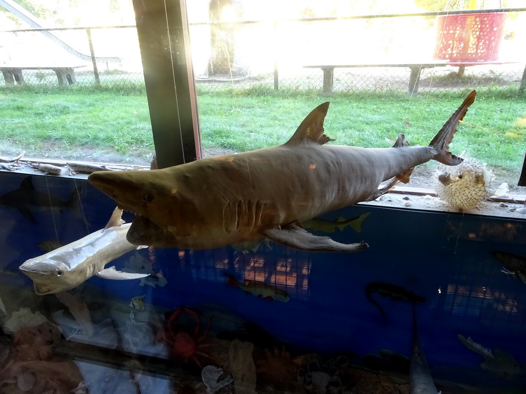 Stuffed Shark at the walkway from the Lower Floor to the Upper Floor at the Museum Building of the Oertijdmuseum