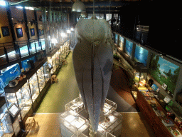 Skeleton of Casper the Sperm Whale above the Lower Floor of the Museum Building of the Oertijdmuseum, viewed from the Upper Floor