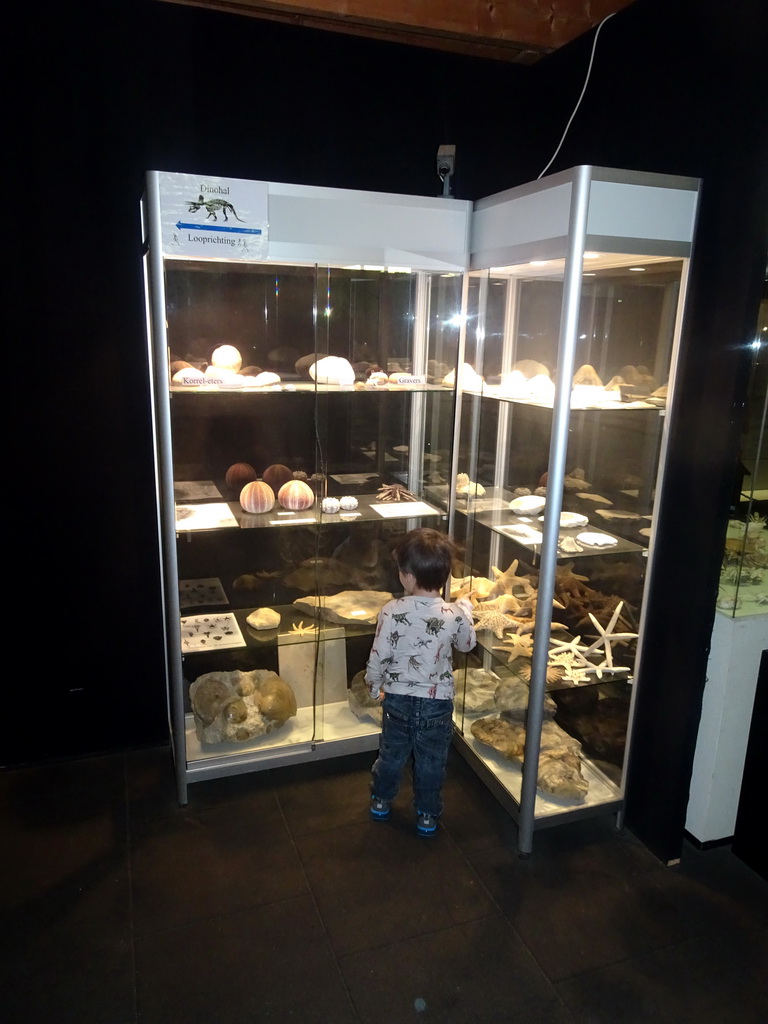 Max with stuffed shells and starfish at the Upper Floor of the Museum Building of the Oertijdmuseum