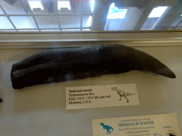 Tooth of a Tyrannosaurus Rex at the hallway from the Museum building to the Dinohal building of the Oertijdmuseum, with explanation