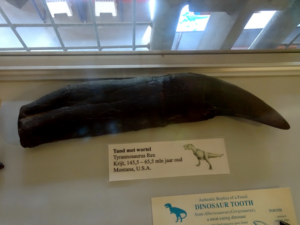 Tooth of a Tyrannosaurus Rex at the hallway from the Museum building to the Dinohal building of the Oertijdmuseum, with explanation