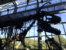 Skeletons of a Tarbosaurus and a Diplodocus at the Lower Floor of the Dinohal building of the Oertijdmuseum