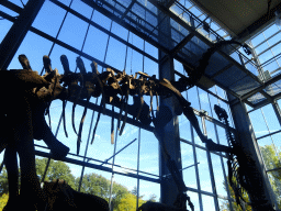 Skeleton of a Diplodocus at the Lower Floor of the Dinohal building of the Oertijdmuseum