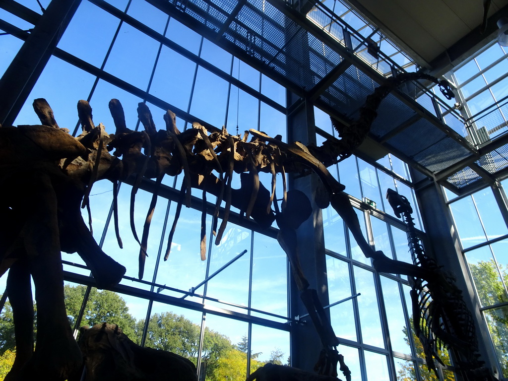 Skeleton of a Diplodocus at the Lower Floor of the Dinohal building of the Oertijdmuseum