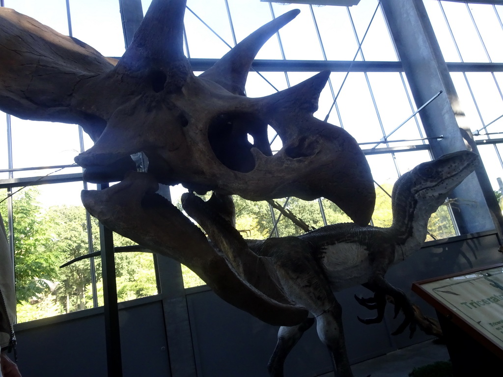 Skull of a Triceratops at the Lower Floor of the Dinohal building of the Oertijdmuseum, with explanation