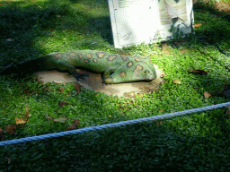 Statue of a Diplocaulus in the Garden of the Oertijdmuseum