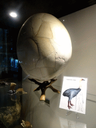 Statue of an Aepyornis egg at the Lower Floor of the Museum building of the Oertijdmuseum, with explanation