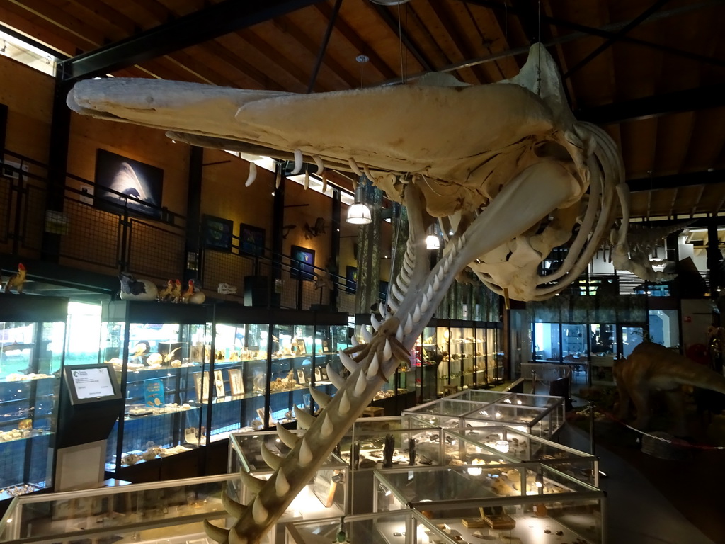 Skeleton of Casper the Sperm Whale above the Lower Floor of the Museum Building of the Oertijdmuseum