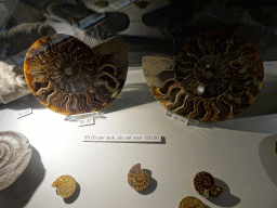 Ammonites at the Lower Floor of the Museum Building of the Oertijdmuseum