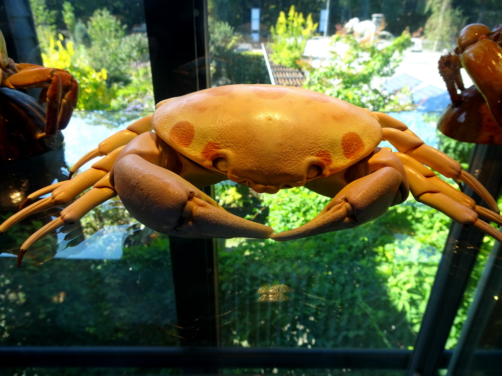 Stuffed Crab at the Upper Floor of the Museum Building of the Oertijdmuseum