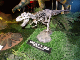 Skeleton of a young Tyrannosaurus Rex at the Upper Floor of the Museum Building of the Oertijdmuseum, with explanation