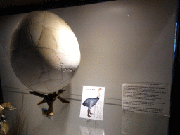 Aepyornis egg at the Lower Floor of the Museum Building of the Oertijdmuseum, with explanation