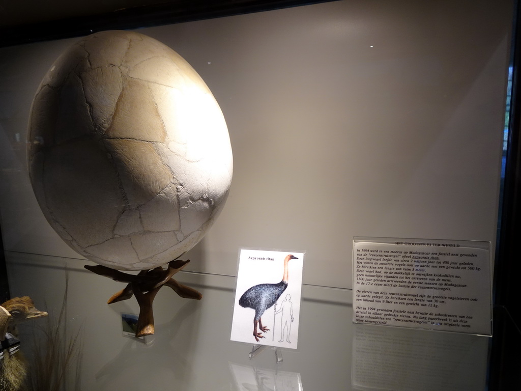 Aepyornis egg at the Lower Floor of the Museum Building of the Oertijdmuseum, with explanation