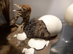 Statue of an Ostrich coming out of an egg at the Lower Floor of the Museum Building of the Oertijdmuseum