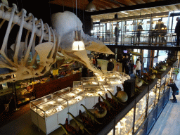 Skeleton of Casper the Sperm Whale above the Lower Floor of the Museum Building of the Oertijdmuseum, viewed from the walkway to the Upper Floor