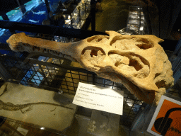 Dyrosaurus skull at the Upper Floor at the Museum Building of the Oertijdmuseum, with explanation