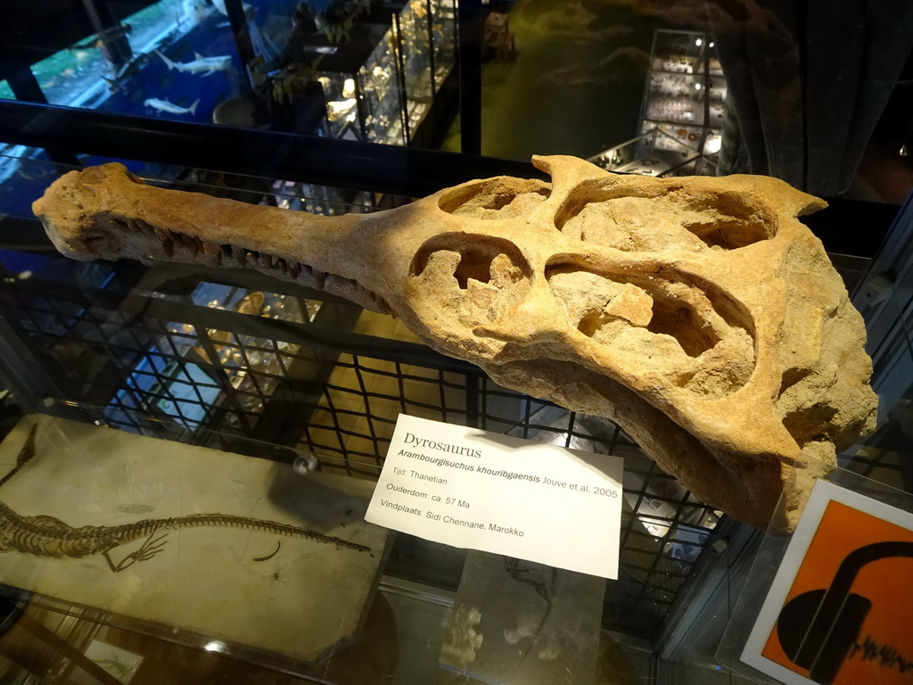 Dyrosaurus skull at the Upper Floor at the Museum Building of the Oertijdmuseum, with explanation