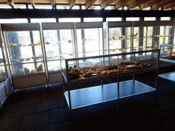 Fossils and bones at the Upper Floor at the Museum Building of the Oertijdmuseum