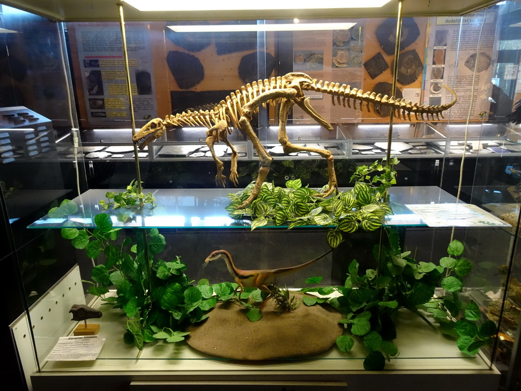 Skeleton and statue of an Eoraptor at the Upper Floor at the Museum Building of the Oertijdmuseum, with explanation