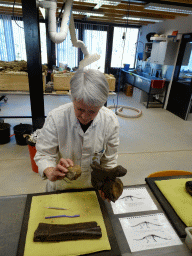 Paleontologist working on the Diplodocus skeleton `Kirby` at the paleontological laboratory at the Upper Floor of the Museum Building of the Oertijdmuseum