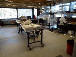 Paleontologists working on the Diplodocus skeleton `Kirby` at the paleontological laboratory at the Upper Floor of the Museum Building of the Oertijdmuseum