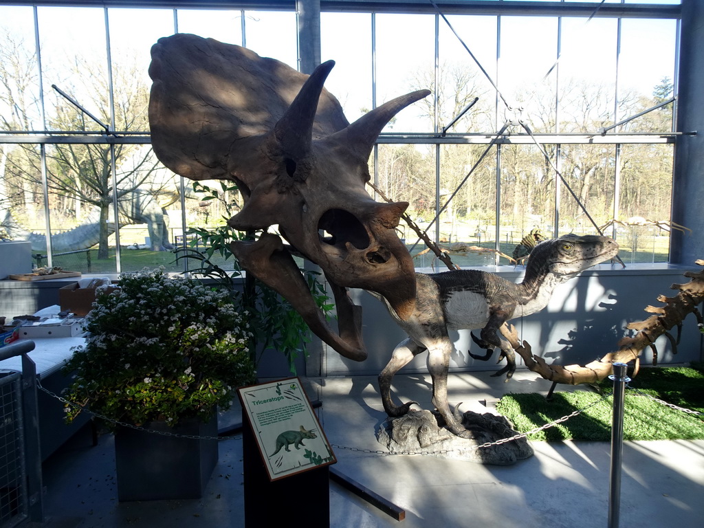 Skull of a Triceratops at the Lower Floor of the Dinohal building of the Oertijdmuseum, with explanation