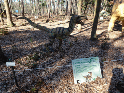 Statue of a Velociraptor in the Oertijdwoud forest of the Oertijdmuseum, with explanation