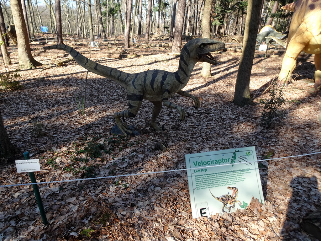 Statue of a Velociraptor in the Oertijdwoud forest of the Oertijdmuseum, with explanation