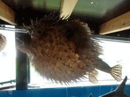 Stuffed Pufferfish at the walkway from the Lower Floor to the Upper Floor at the Museum Building of the Oertijdmuseum