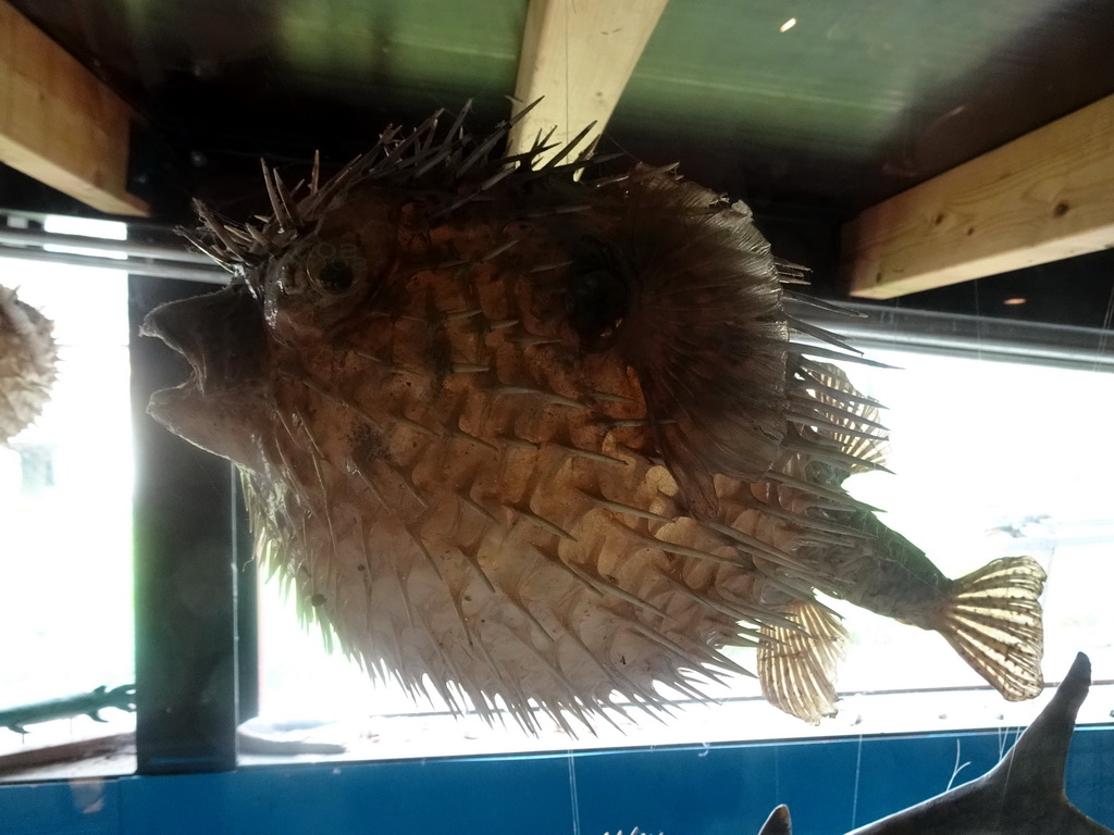 Stuffed Pufferfish at the walkway from the Lower Floor to the Upper Floor at the Museum Building of the Oertijdmuseum