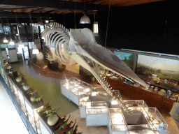 Skeleton of Casper the Sperm Whale above the Lower Floor of the Museum Building of the Oertijdmuseum, viewed from the Upper Floor