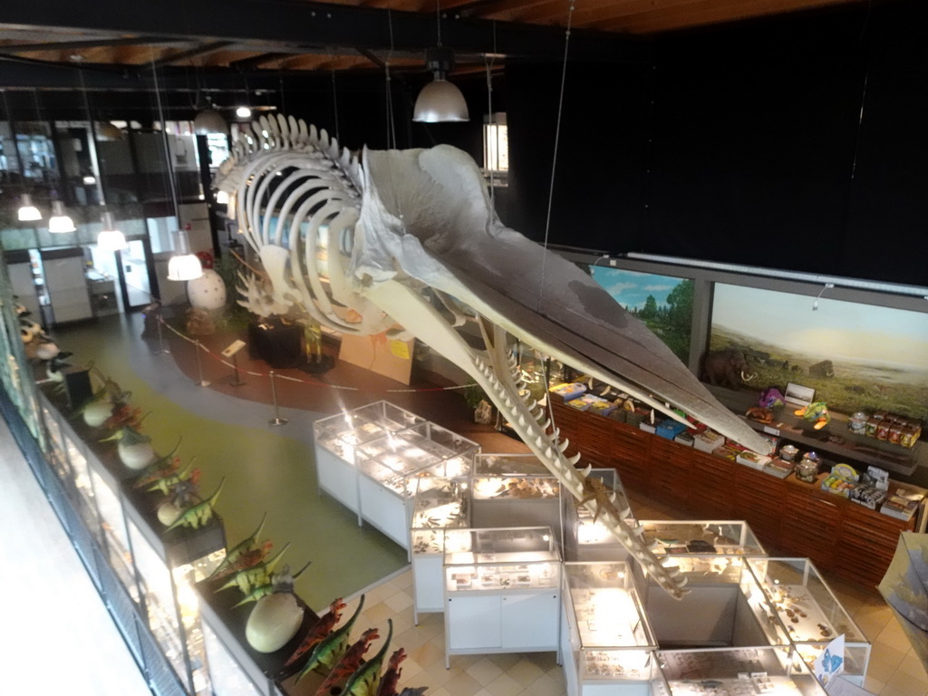 Skeleton of Casper the Sperm Whale above the Lower Floor of the Museum Building of the Oertijdmuseum, viewed from the Upper Floor