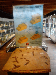 Fossilized fish at the Upper Floor of the Museum Building of the Oertijdmuseum, with explanation
