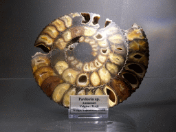 Ammonite at the Upper Floor of the Museum Building of the Oertijdmuseum, with explanation