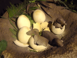 Statues of Maiasaura eggs at the Upper Floor of the Museum Building of the Oertijdmuseum