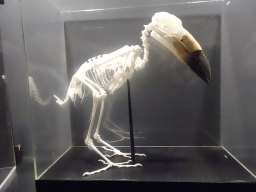 Skeleton of a Toucan at the Upper Floor of the Museum Building of the Oertijdmuseum