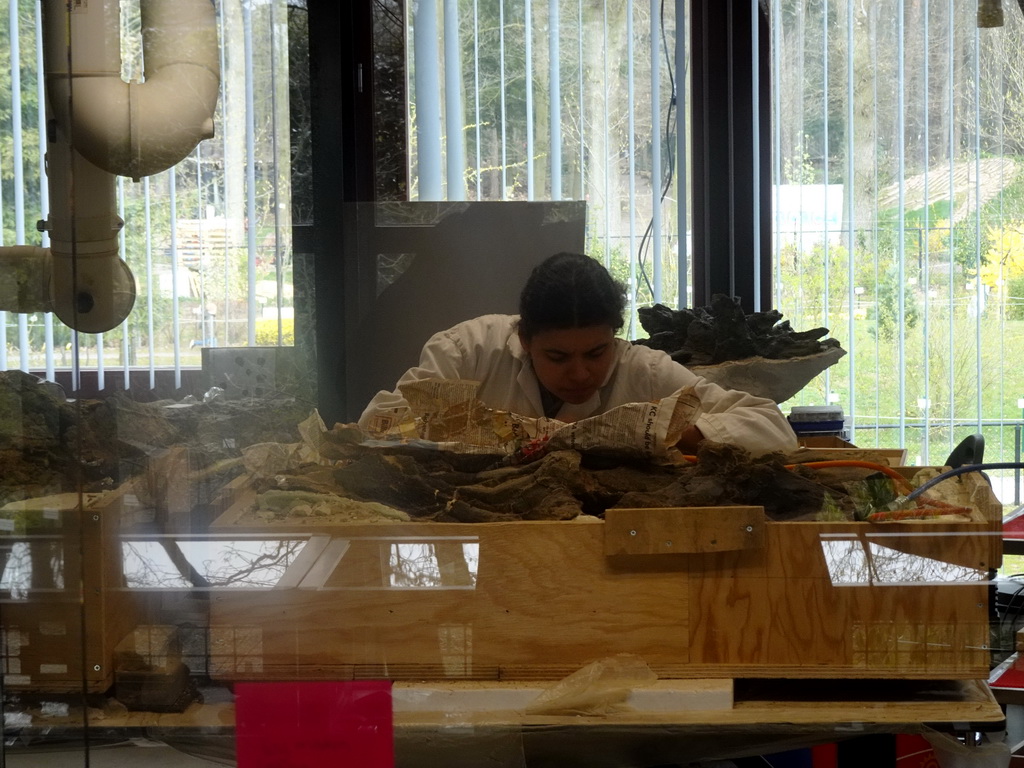 Paleontologist working on the Diplodocus skeleton `Kirby` at the paleontological laboratory at the Upper Floor of the Museum Building of the Oertijdmuseum