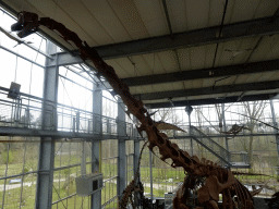 Skeleton of a Brachiosaurus in the Dinohal building of the Oertijdmuseum, viewed from the staircase from the Middle Floor to the Upper Floor