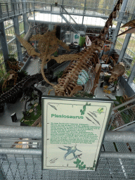 Skeleton of a Plesiosaurus in the Dinohal building of the Oertijdmuseum, viewed from the Upper Floor, with explanation