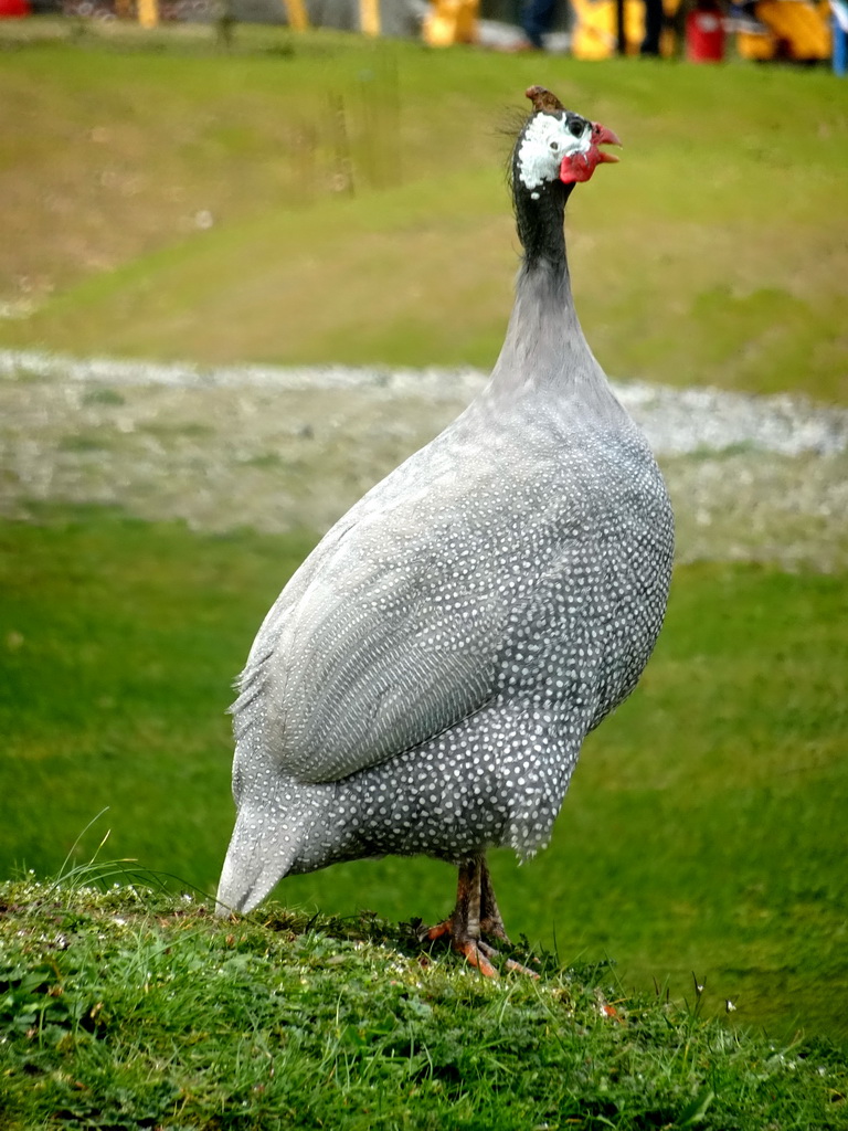 Guineafowl in the Garden of the Oertijdmuseum