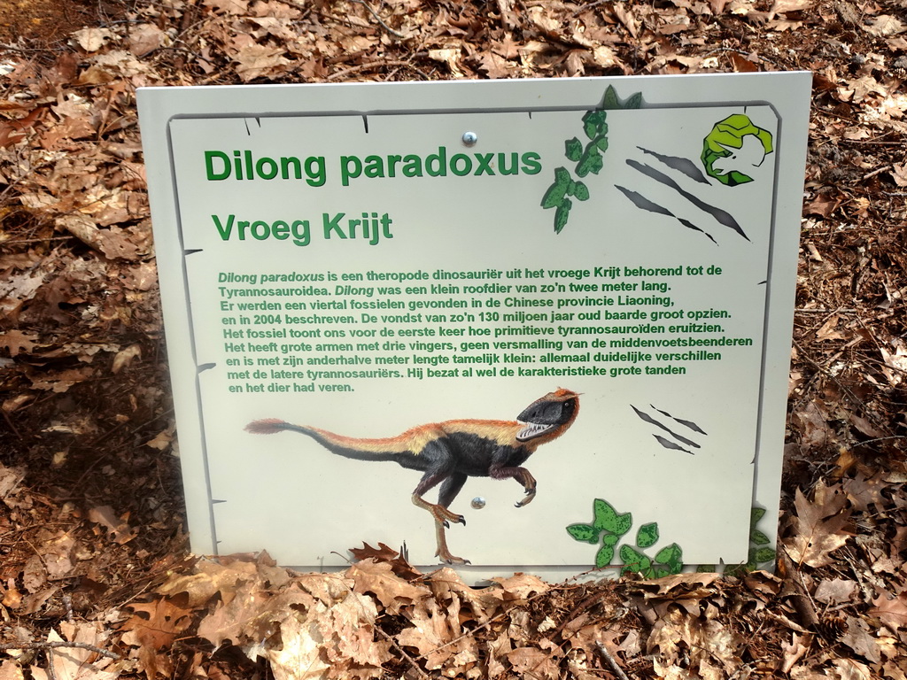 Explanation on the Dilong at the Oertijdwoud forest of the Oertijdmuseum